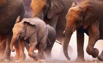 Dishes We’d Travel Back in Time to Eat Again